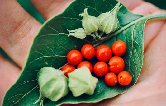 Ashwagandha - Withania somnifera - Petit Herboriste