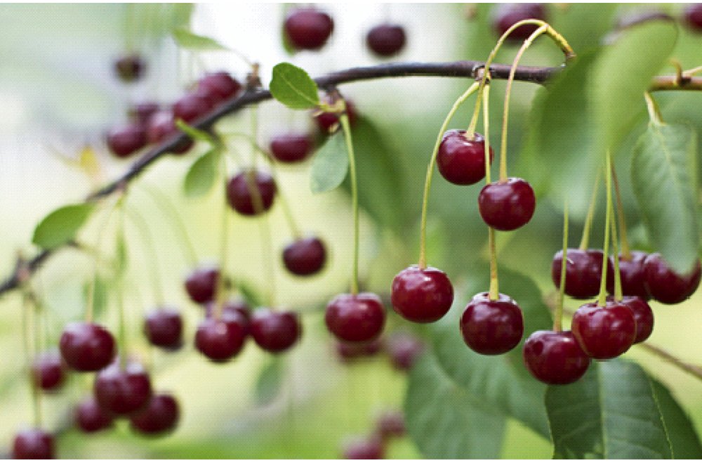 Bienfaits des queues de cerises - Petit Herboriste