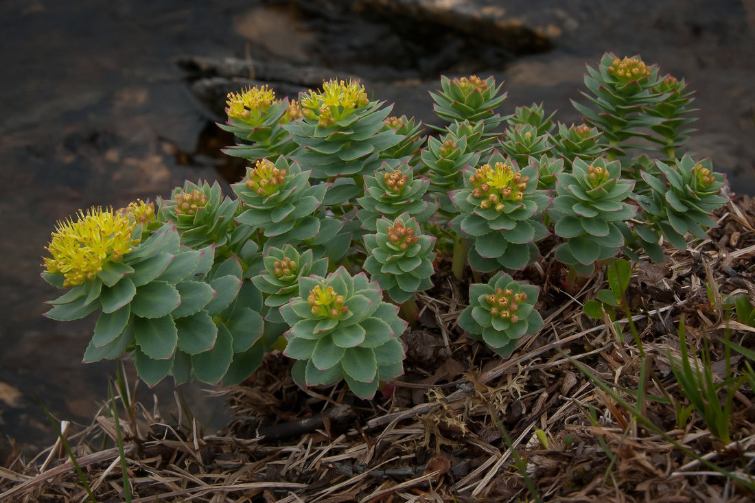 Rhodiola - Rhodiola rosea - Petit Herboriste